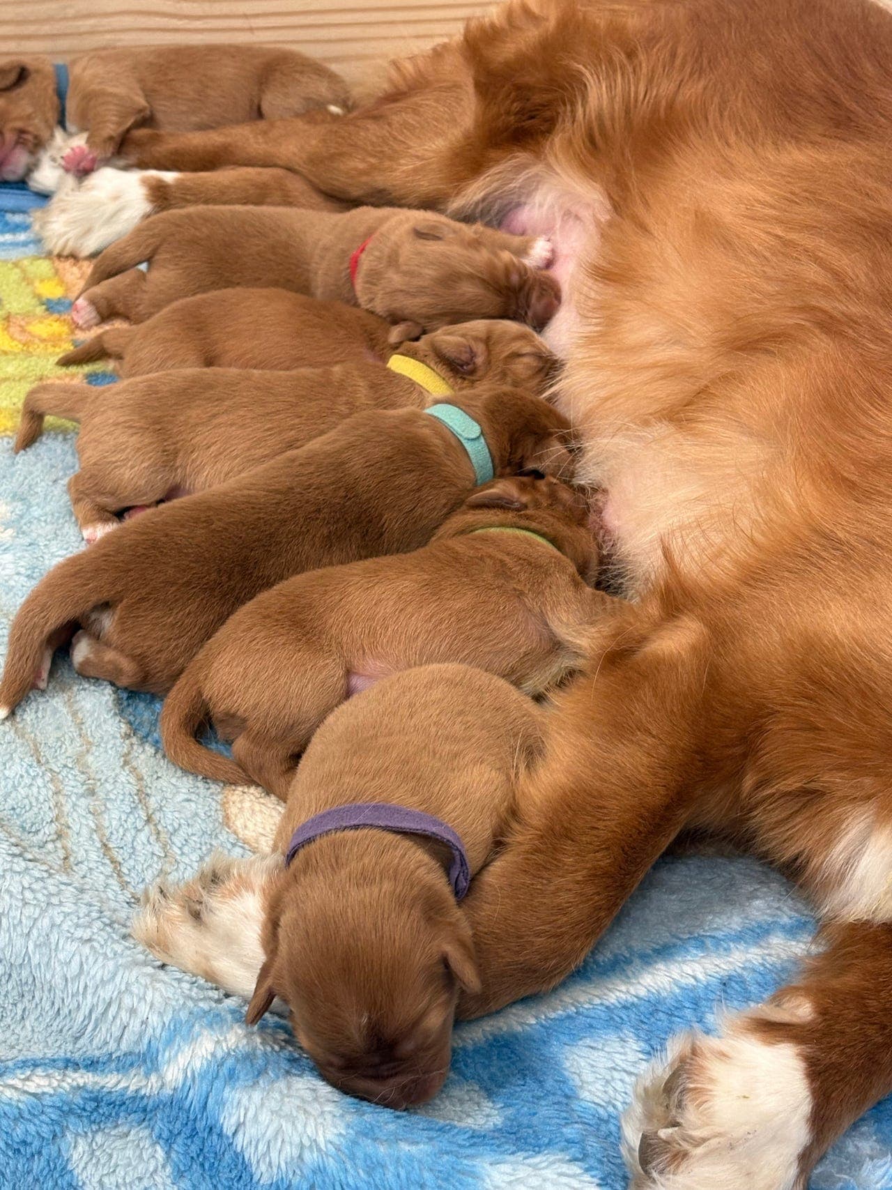 Nova Scotia Duck Tolling Retriever-valper (Tollere) til salgs