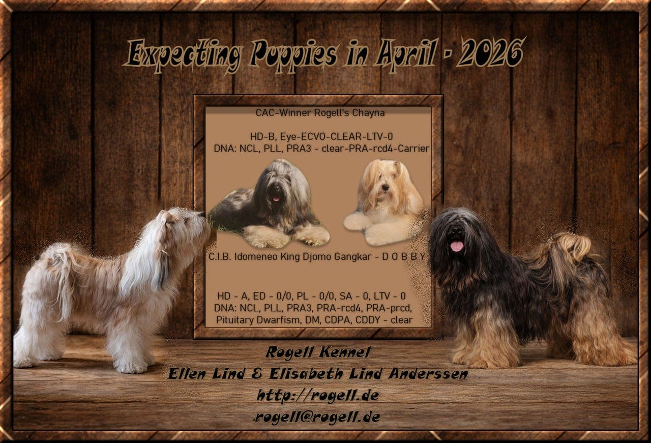 Venter Tibetansk Terrier valper i midten av April