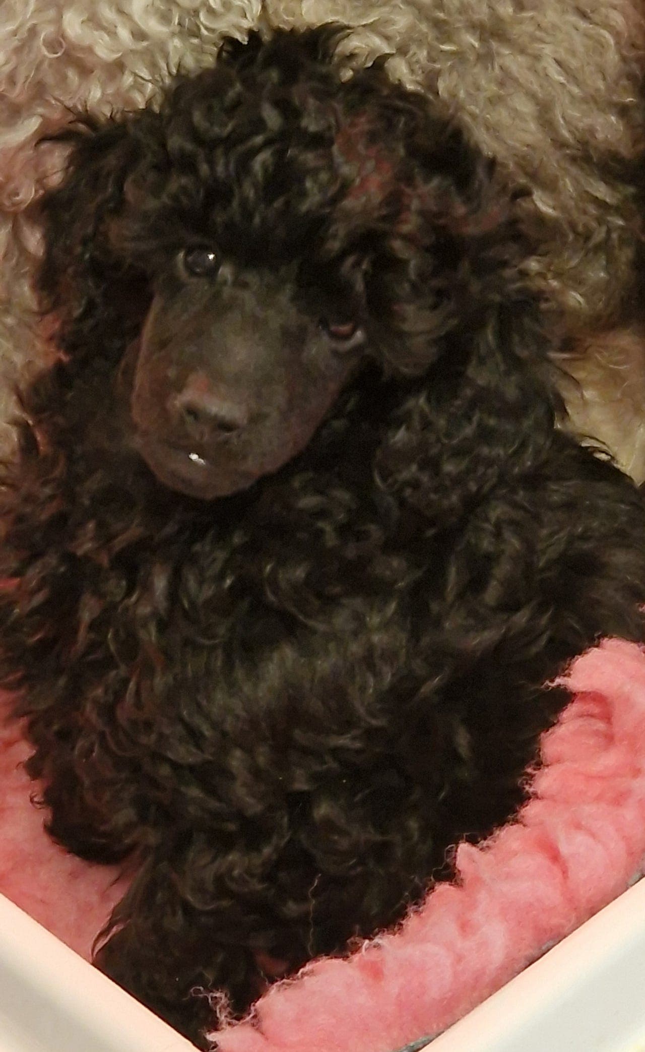 Kennel Mirisch / Puddel/ dvergpuddel NKK-registrerte