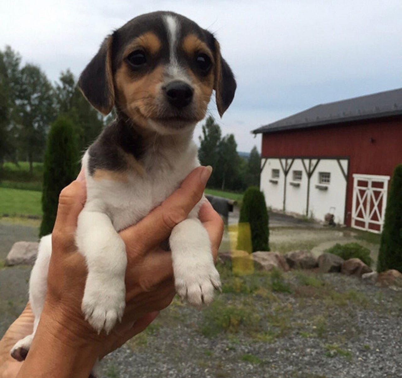 NKK-registrerte Dansk-Svensk Gårdshund valper