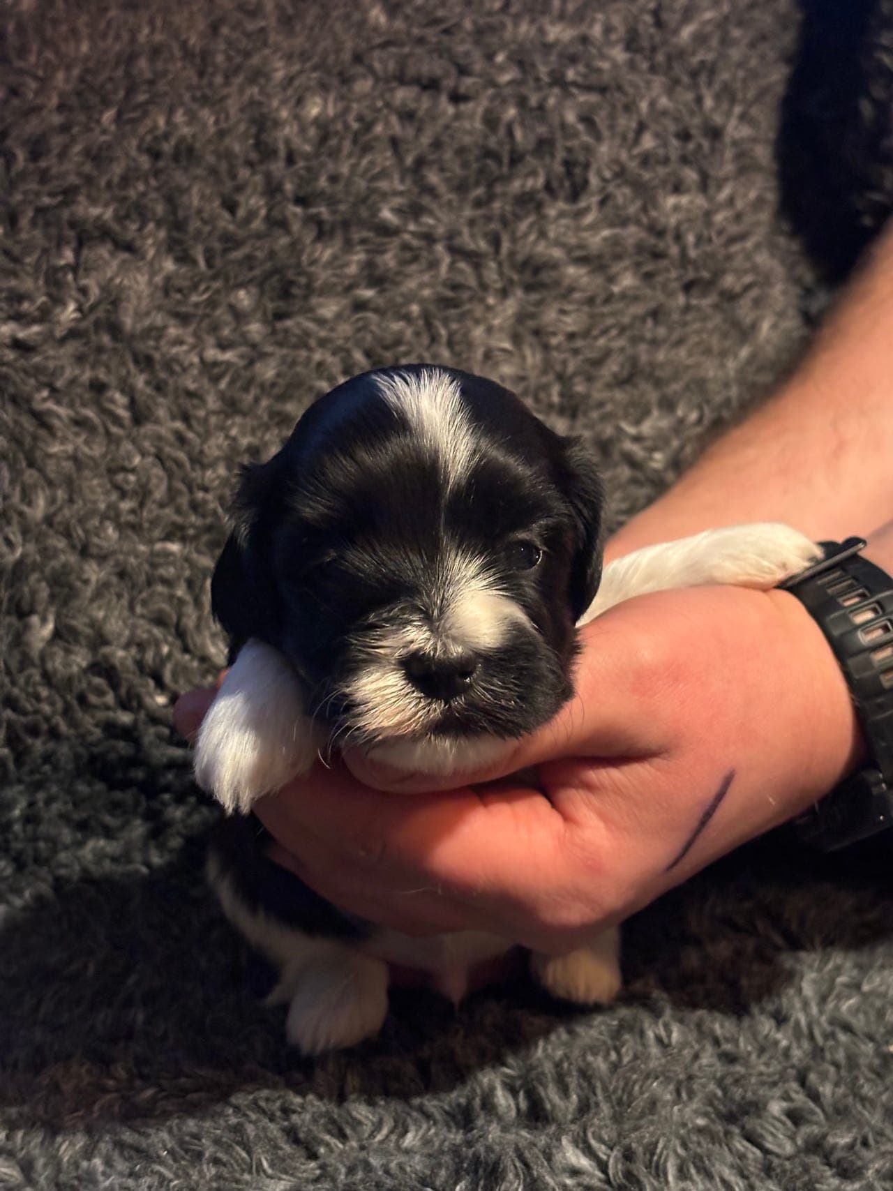 Bichon havanais hannvalp ledig for et trygt og godt hjem