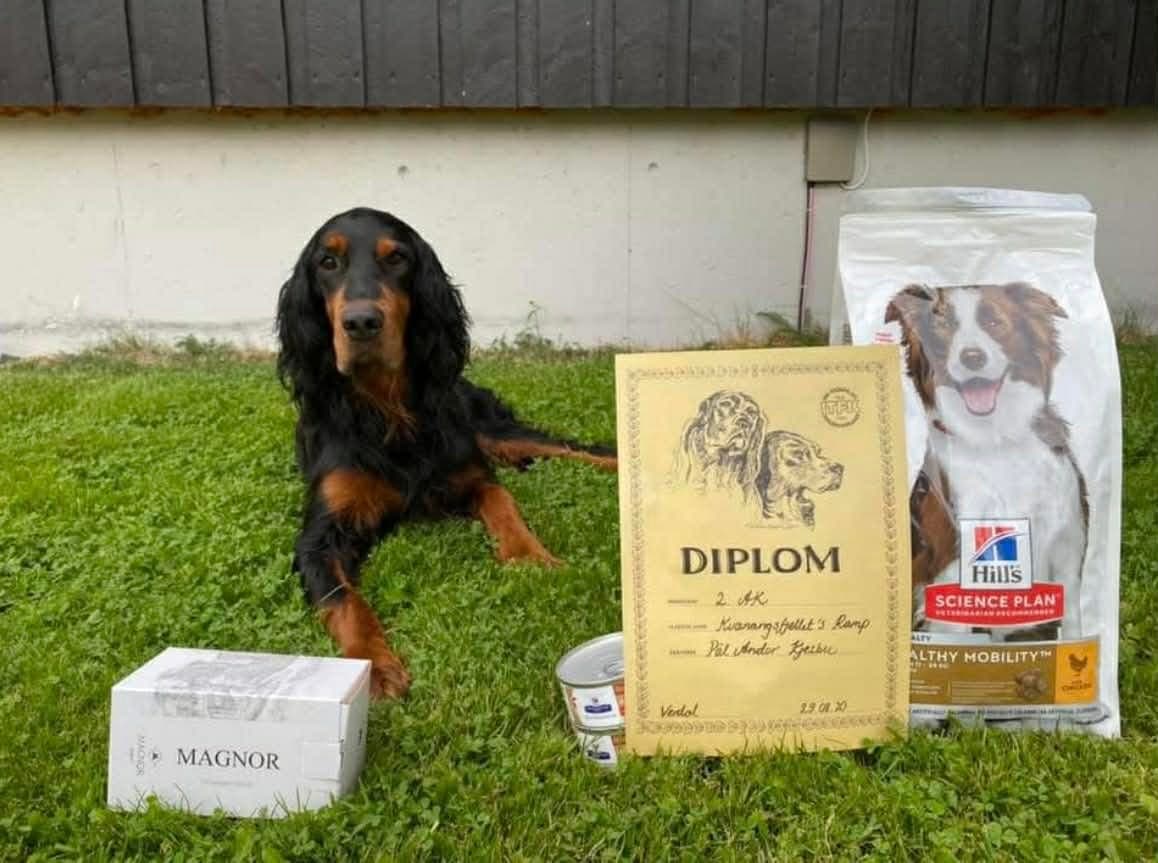 Gordonsetter valper - leveringsklare medio juni