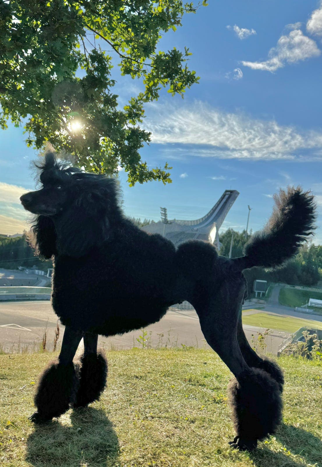 Storpuddel /kongepuddel valper