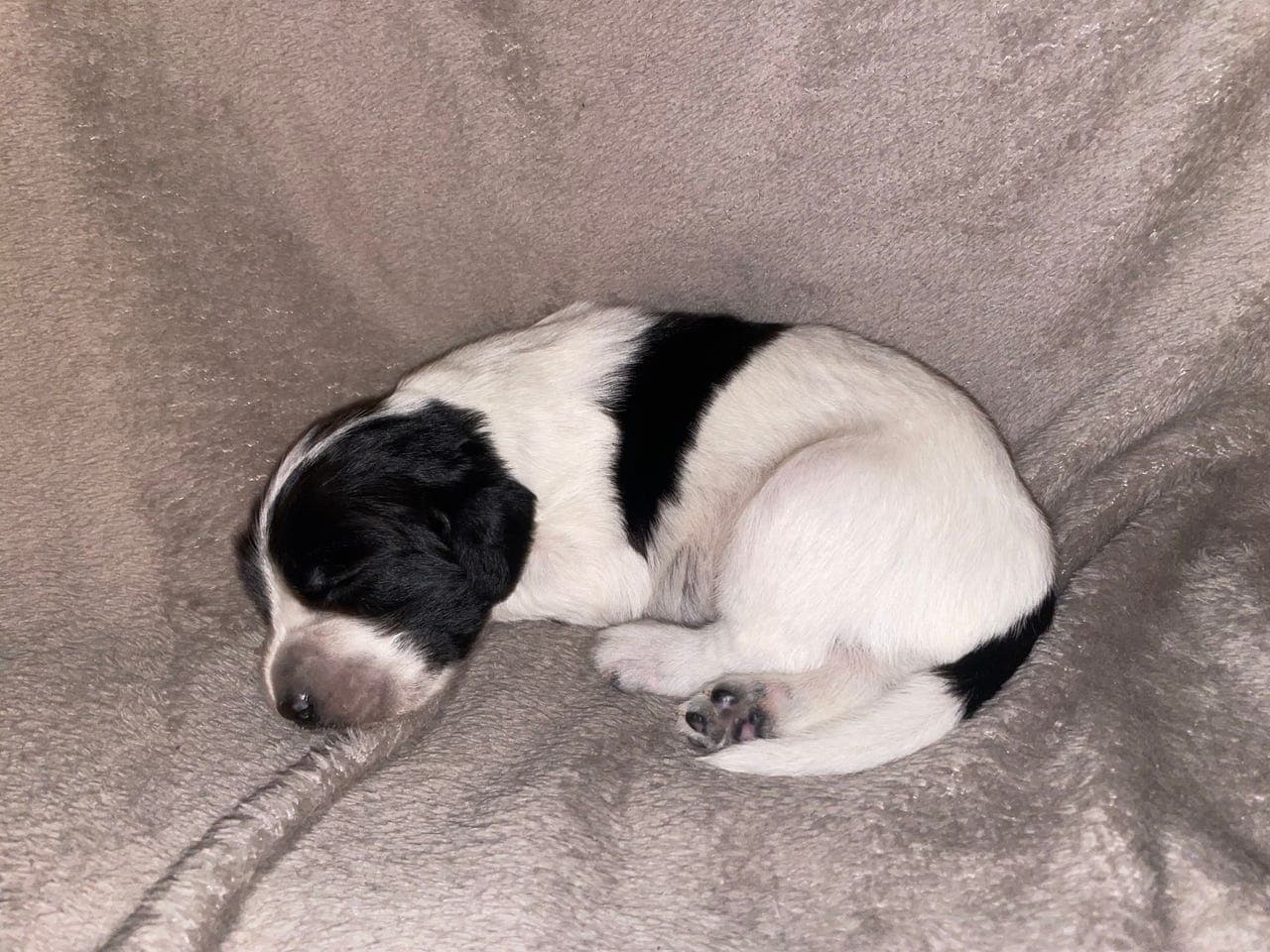 Engelsk setter