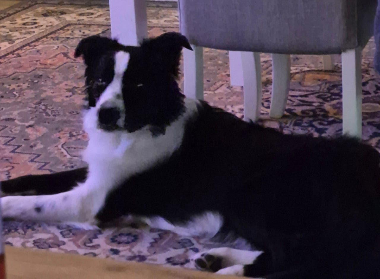 BORD COLLIE HAN HUND  9 MND SØKER NYTT  HJEM  OMPLASSERING