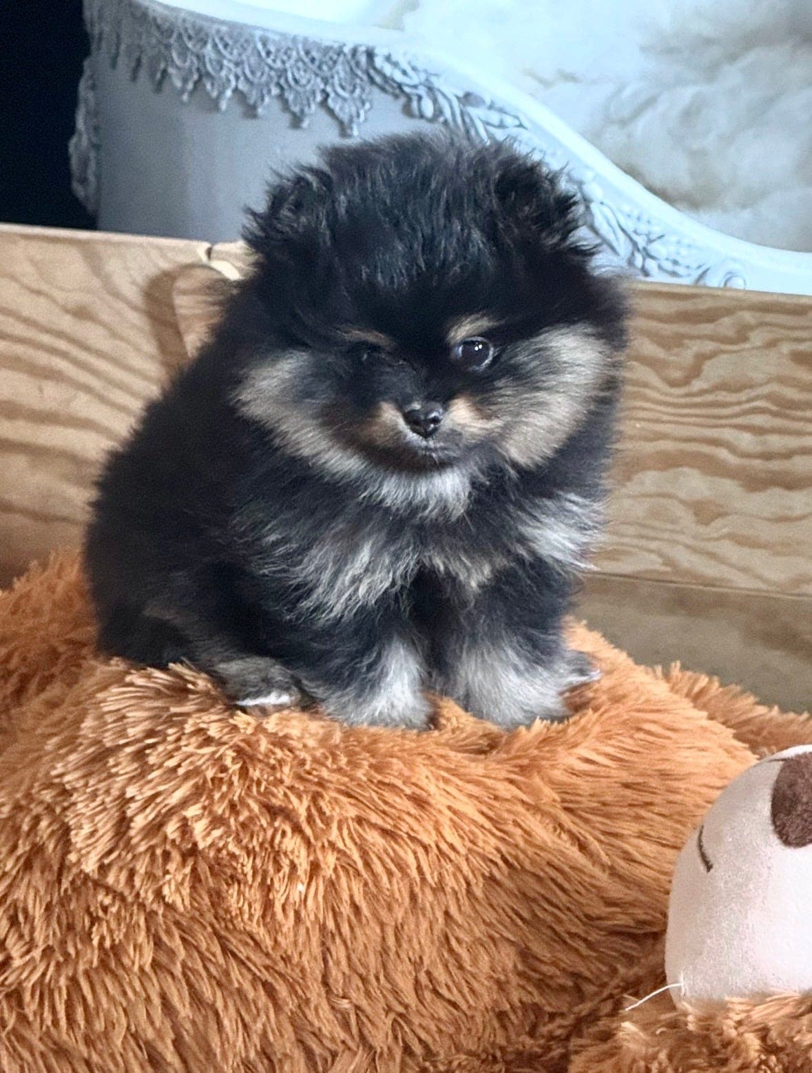 Pomeranian tispe valp