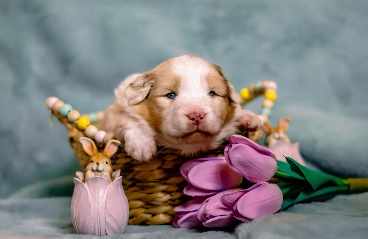 Australian Shepherd valper