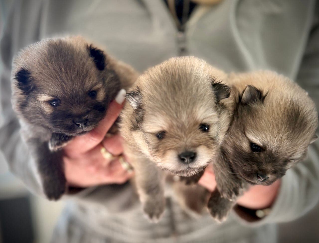 Pomeranian valper selges. NKK registrert og stamtavle