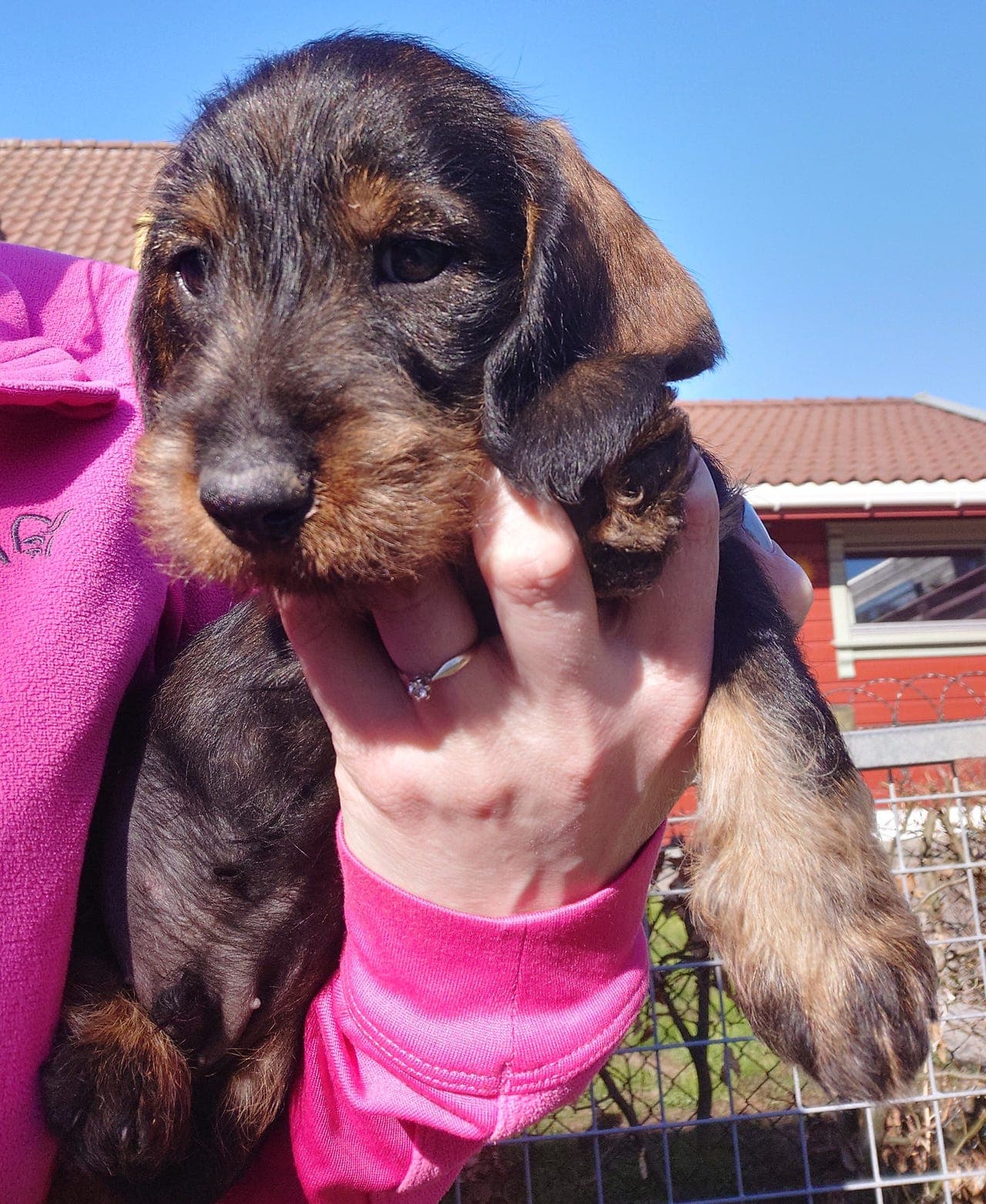 Strihåret dachshundvalper