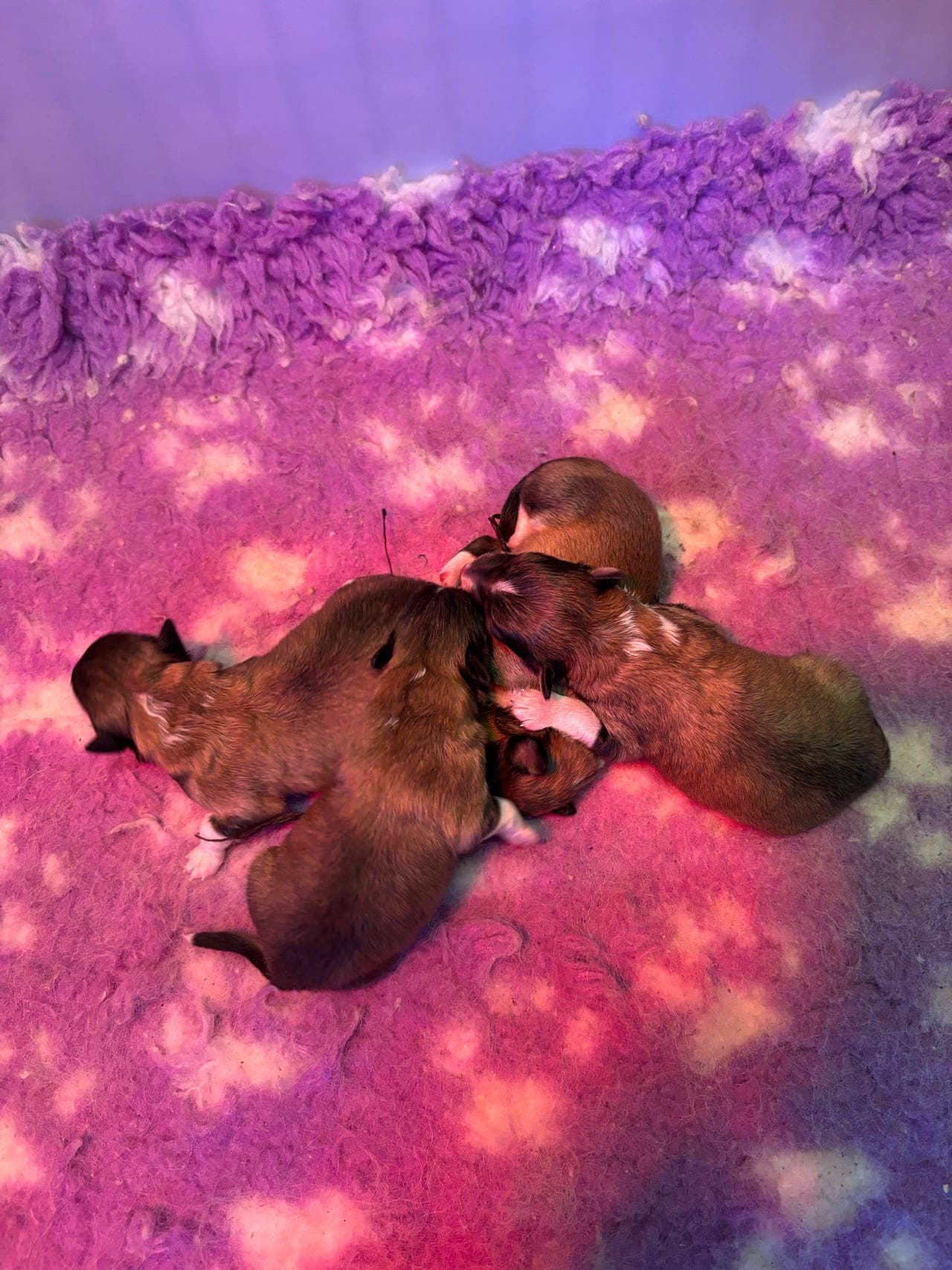 Shetland sheepdog valper