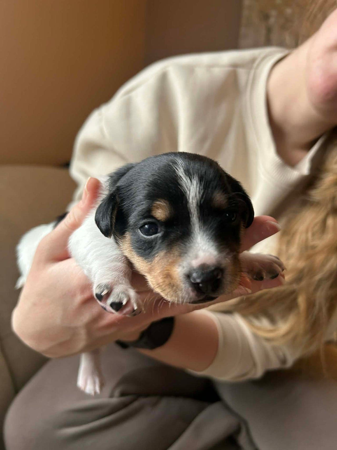 Dansk-svensk gårdshund valper selges