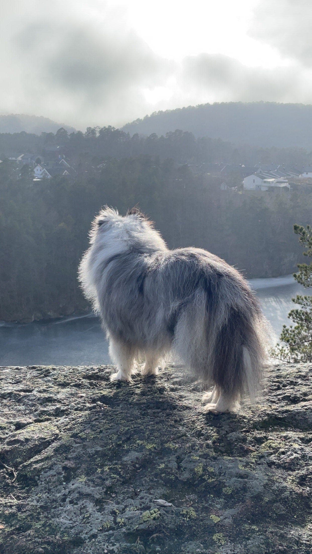 Shetland sheepdog tispe vurderes omplassert- Reservert