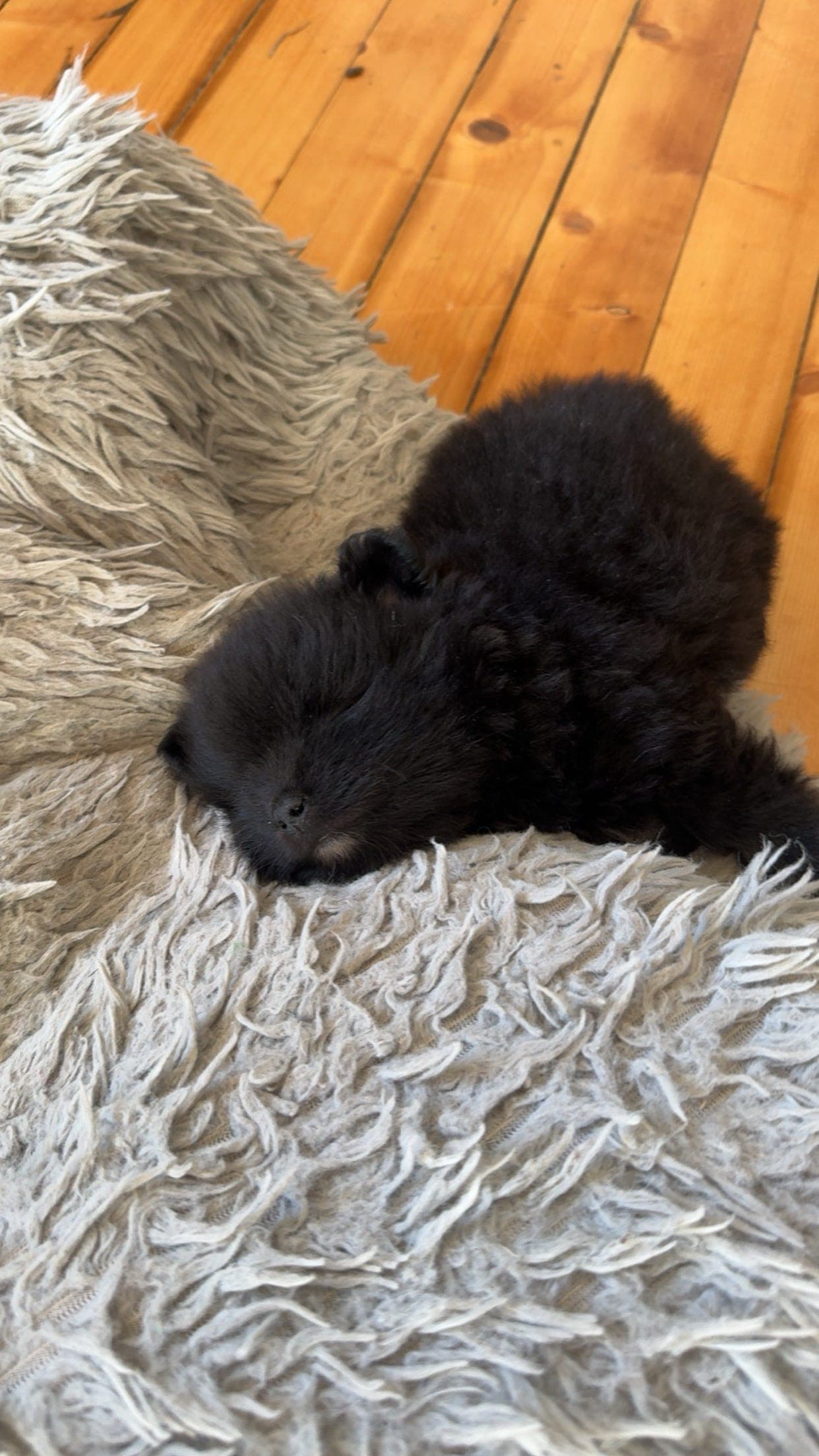 Flott stor kleinspitz nkk reg