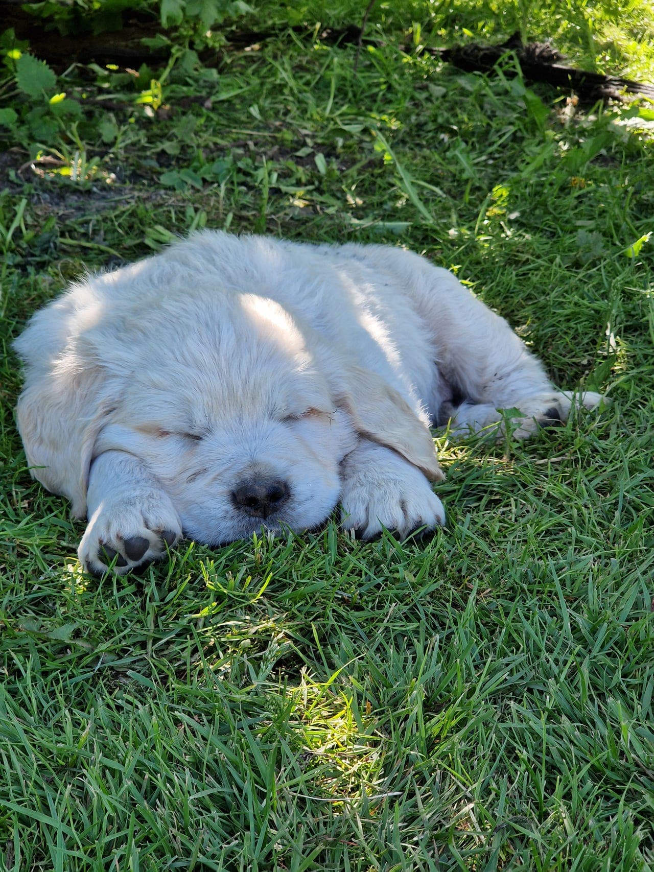 Golden retriever hannvalp