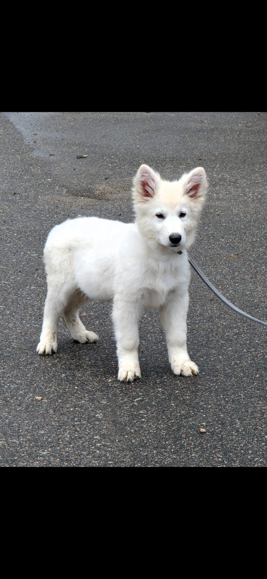 Hvit gjeterhund gutt