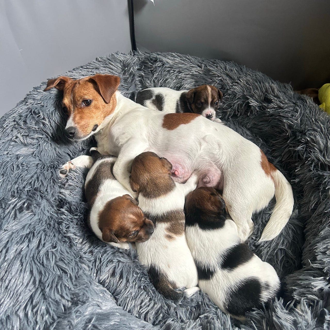 Jack Russell Terrier valper