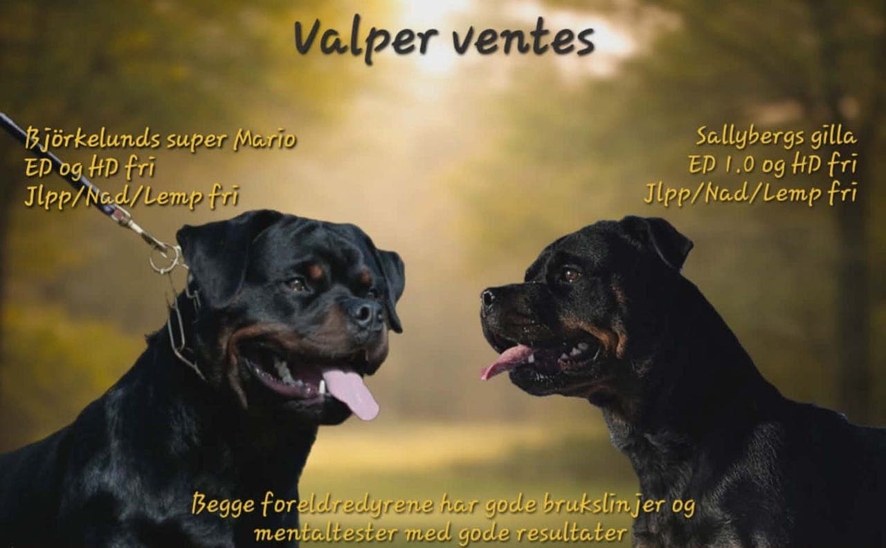 Rottweiler valper ventes i slutten av mai☺️