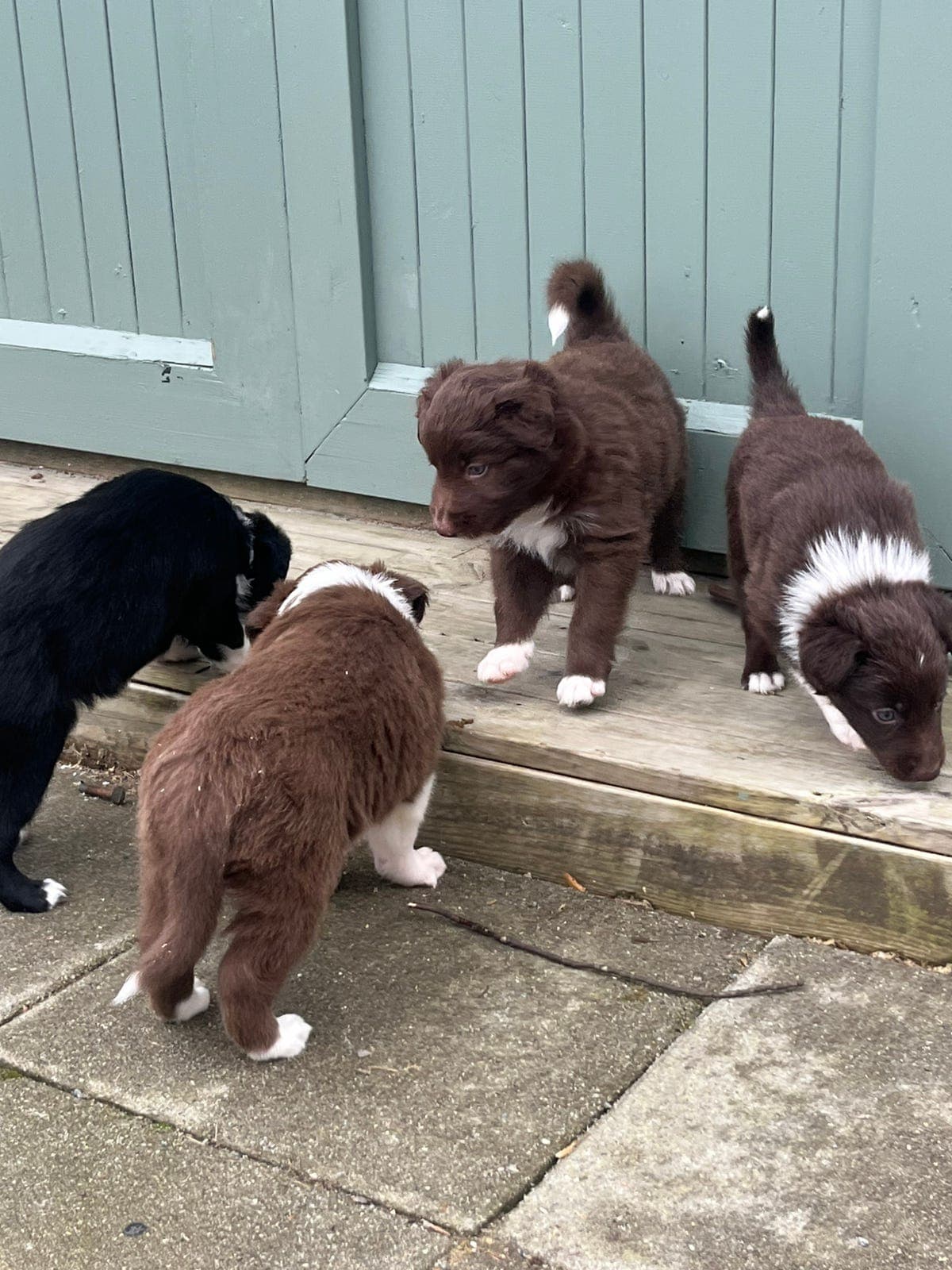 Border collie valper selges