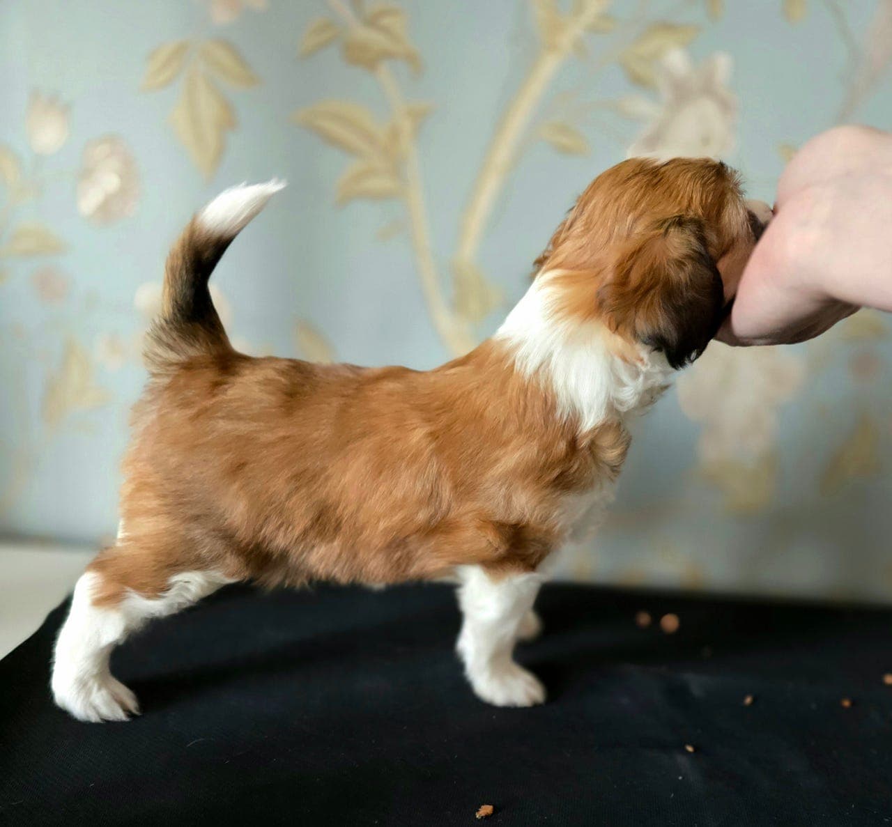 Nydelig chinese crested Powder Puff