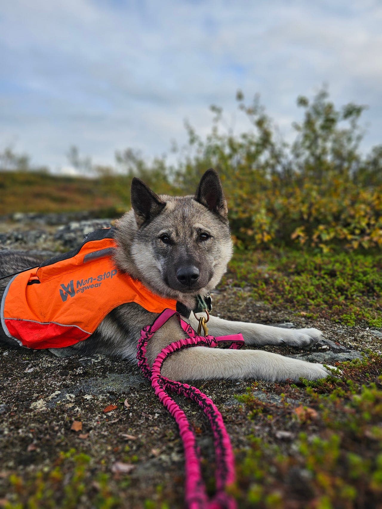 Lovende og påbegynt elghund (hannhund, 2,5år) selges til jeger.