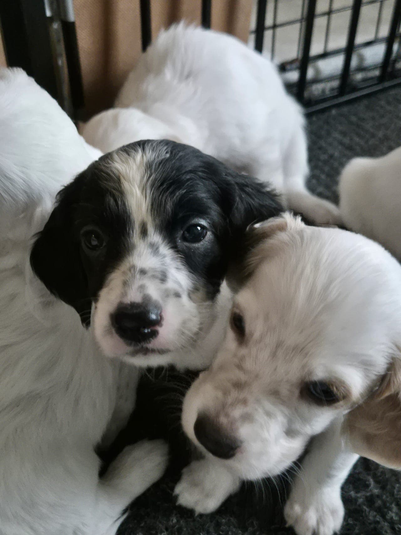 Engelsk setter valper - Skogbannets kennel