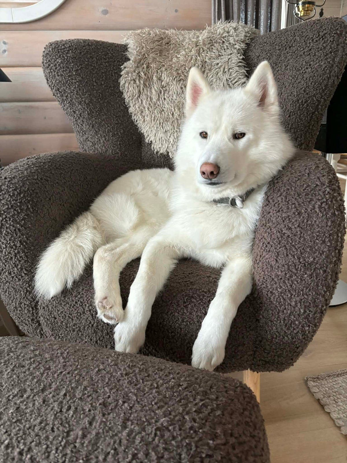 Siberian huskyer selges/omplasseres
