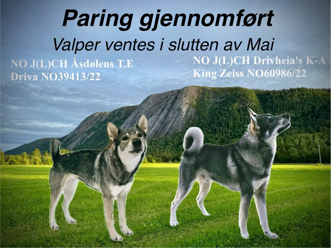 Jämthund valper