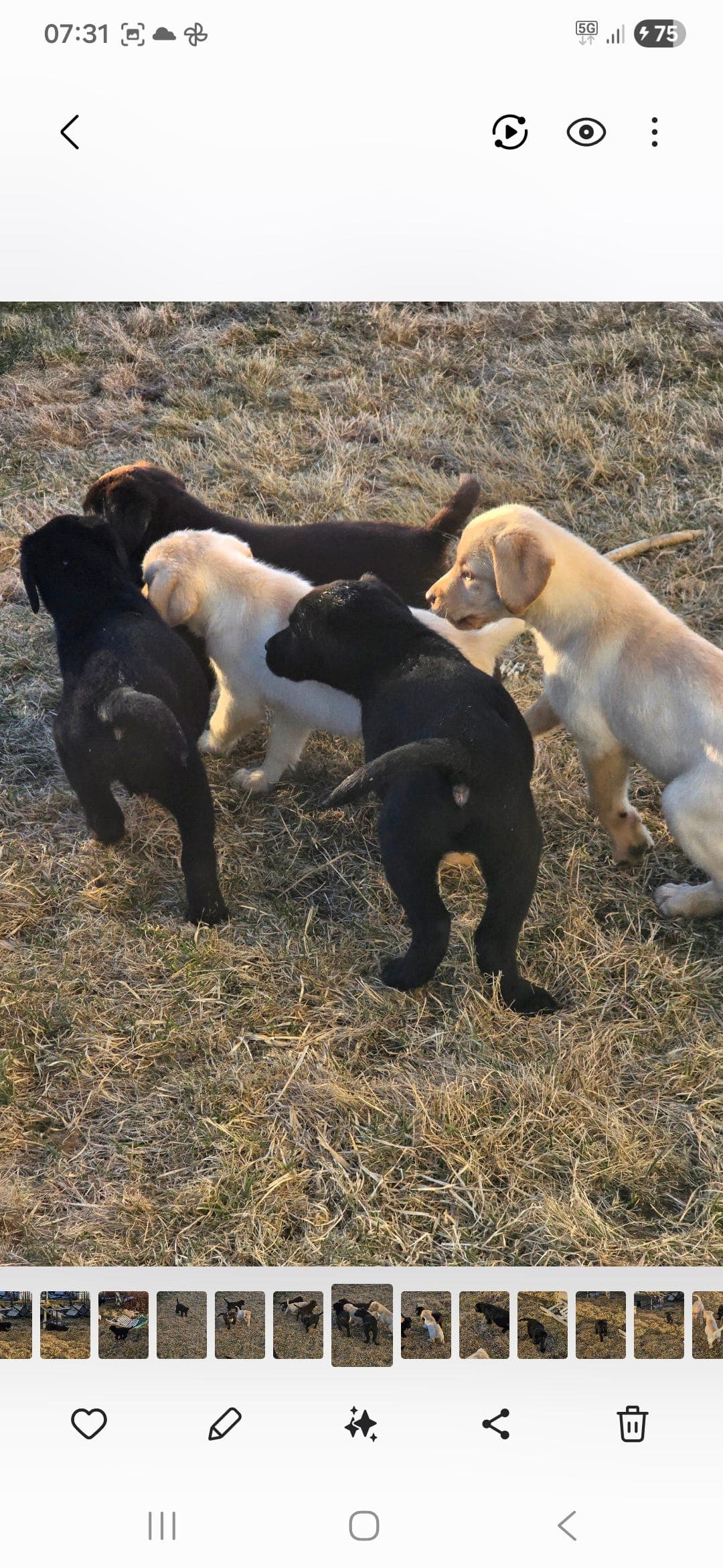 Labrador Retriever valper selges