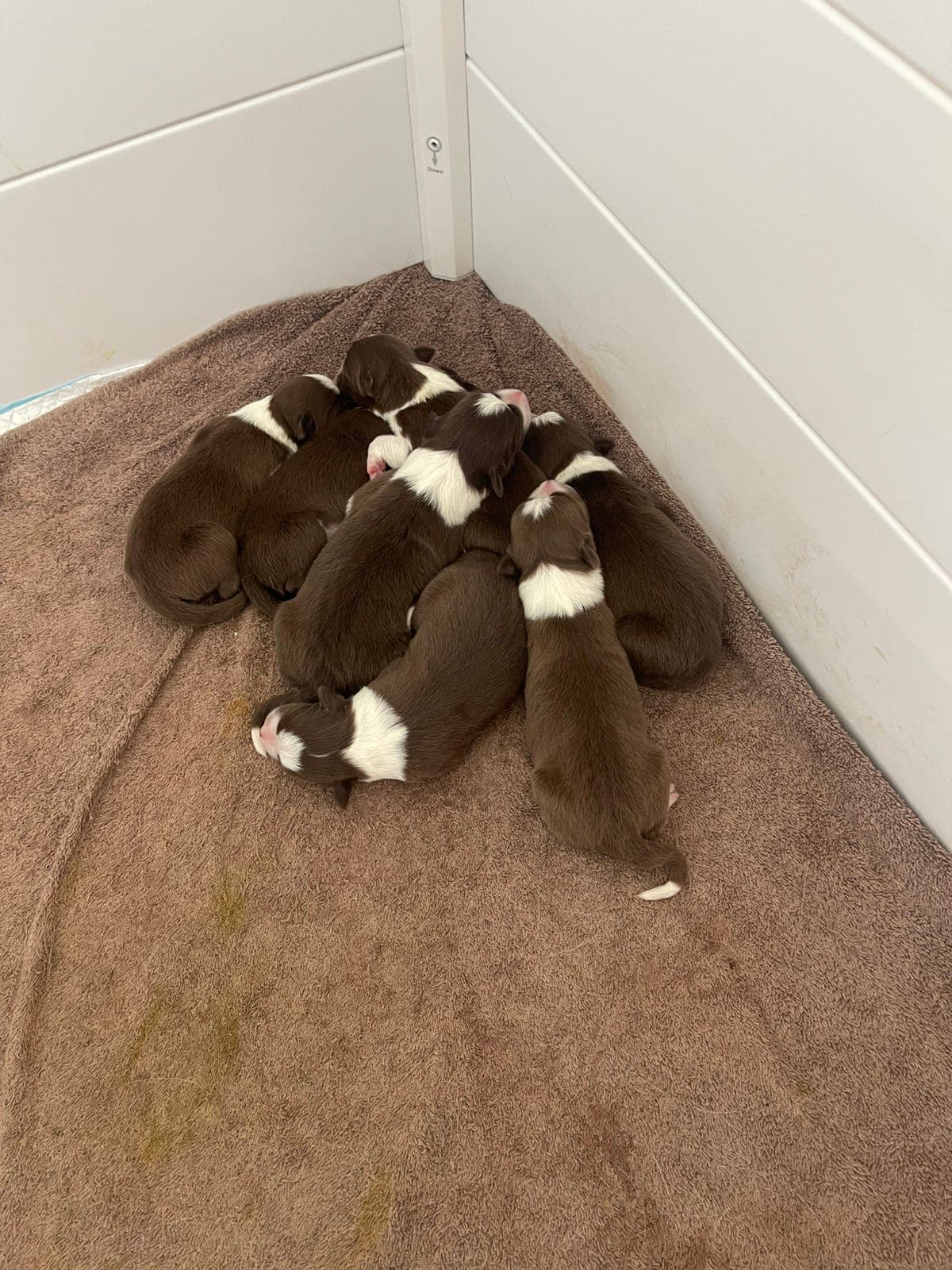 Border collie Valper leveringsklare i slutten av mai starten av juni
