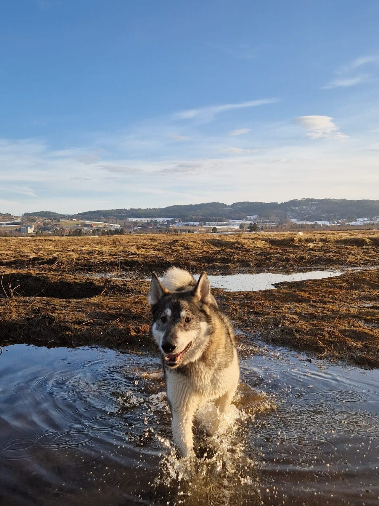 Vestsibirsk laika, 3 år – omplasseres - kun til erfarent jakthjem