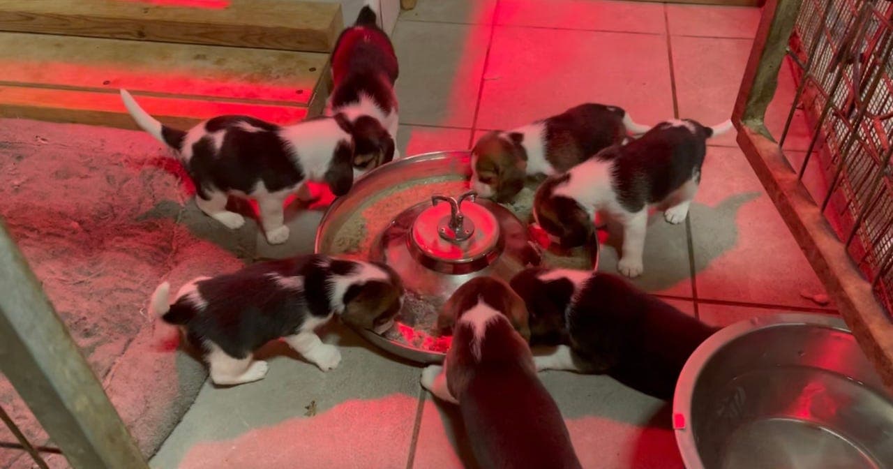 Beaglevalper