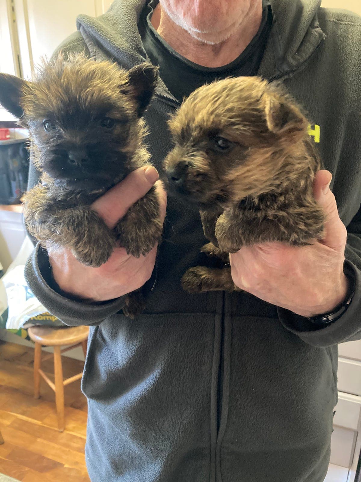 Leveringsklare cairn terrier valper