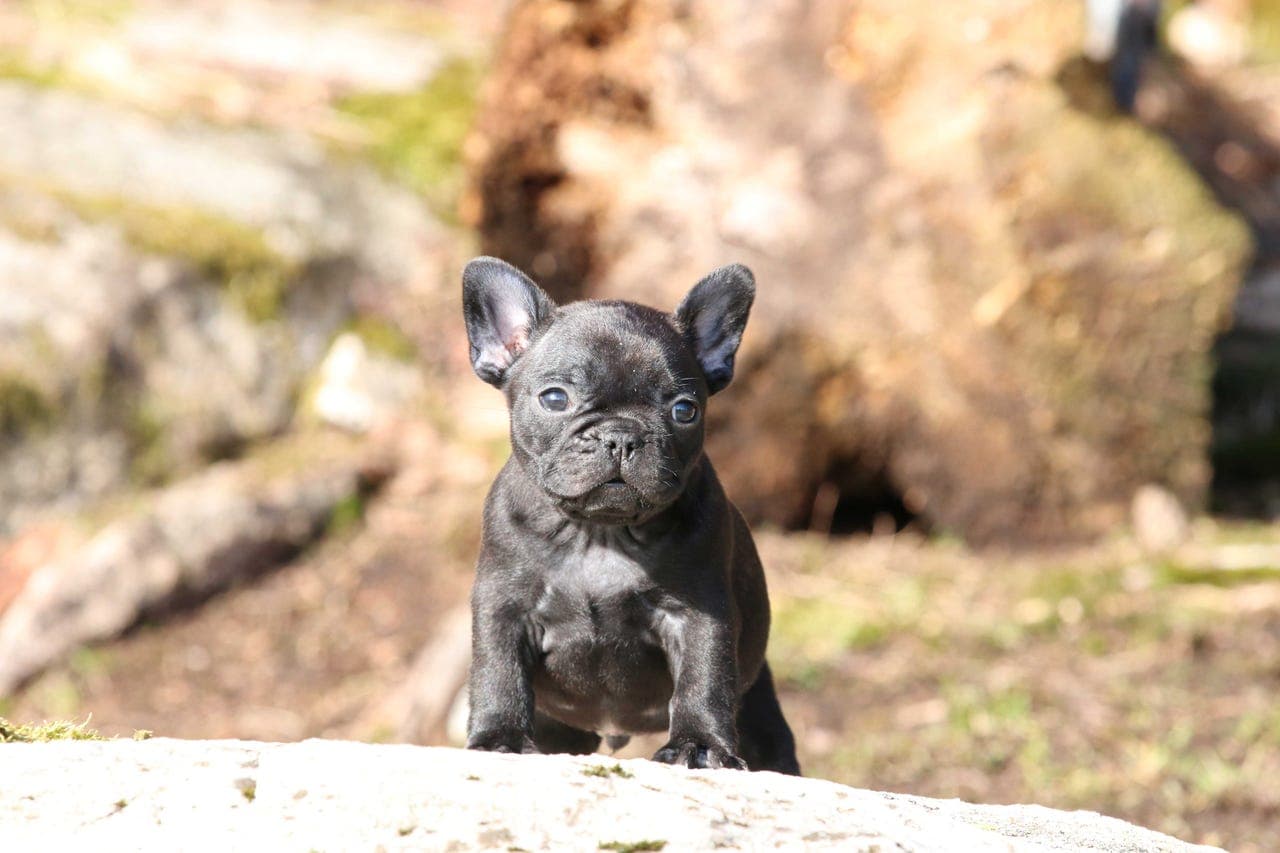 Fransk bulldogvalper fra seriøs oppdretter