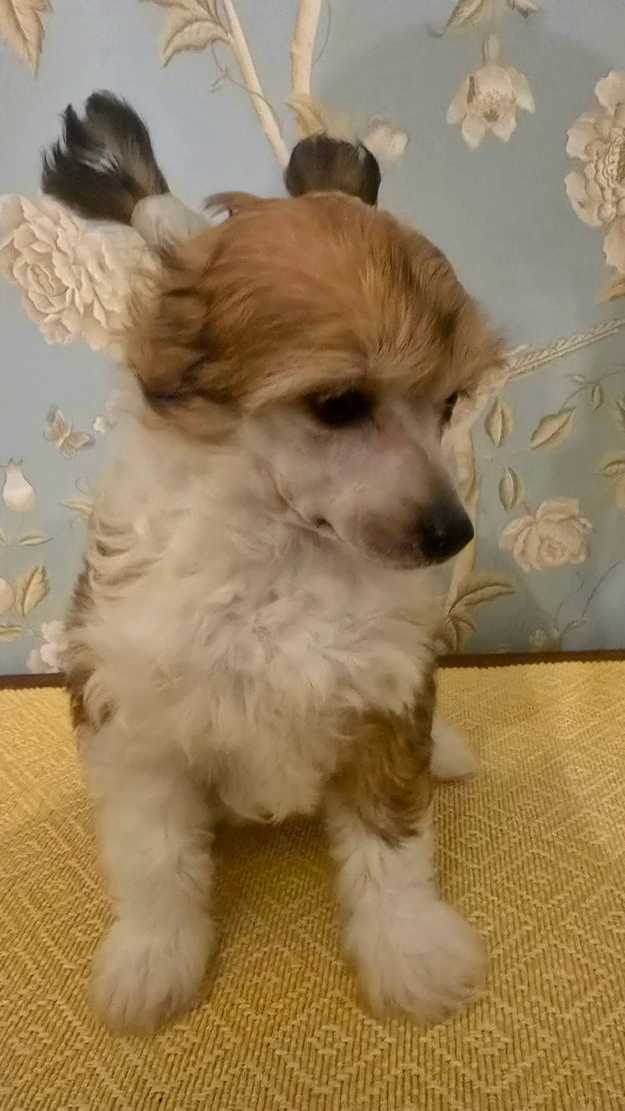 Nydelig powder puff tispe selges