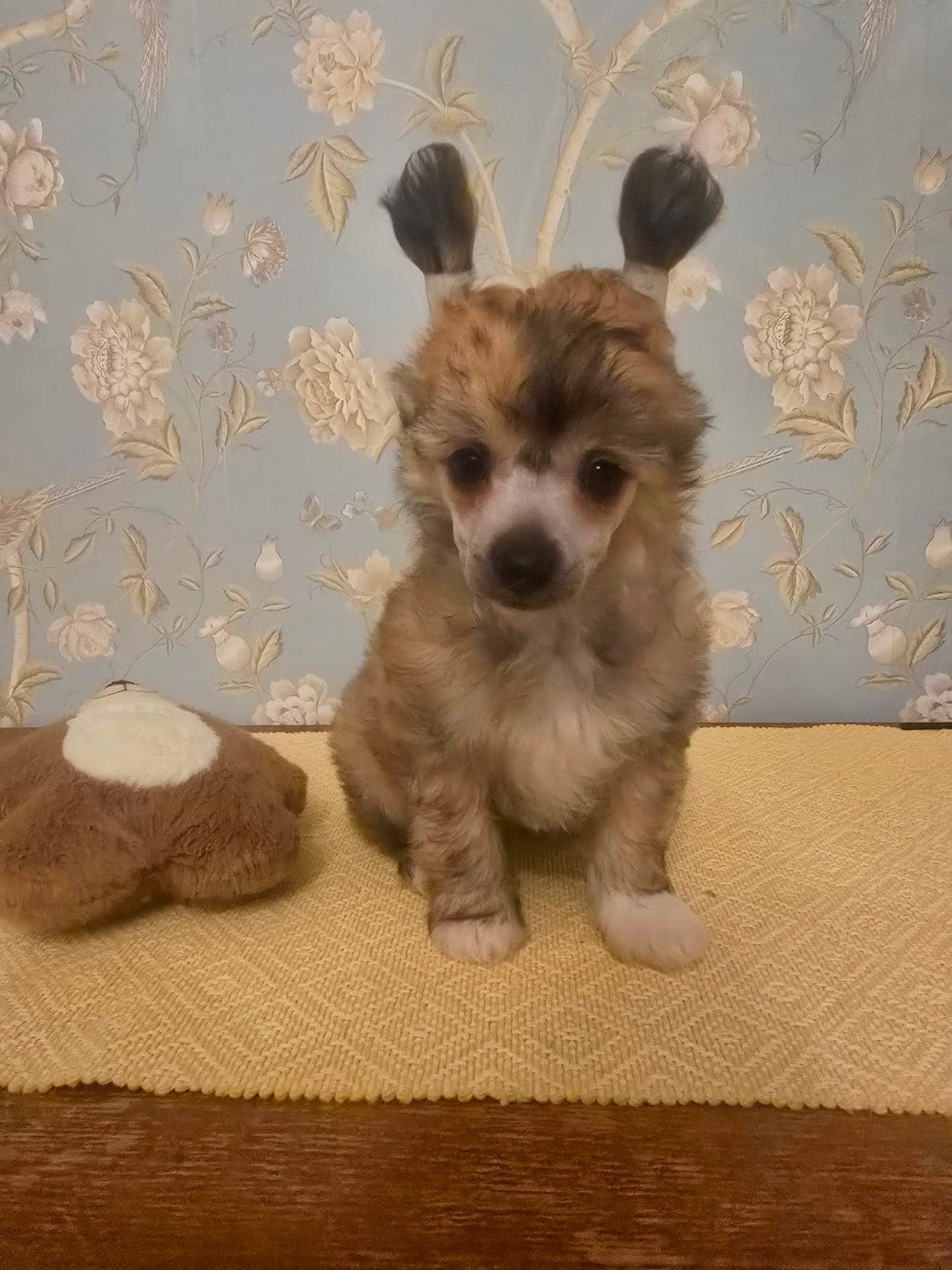 Søt og lita Chinese crested Poweder puff jente