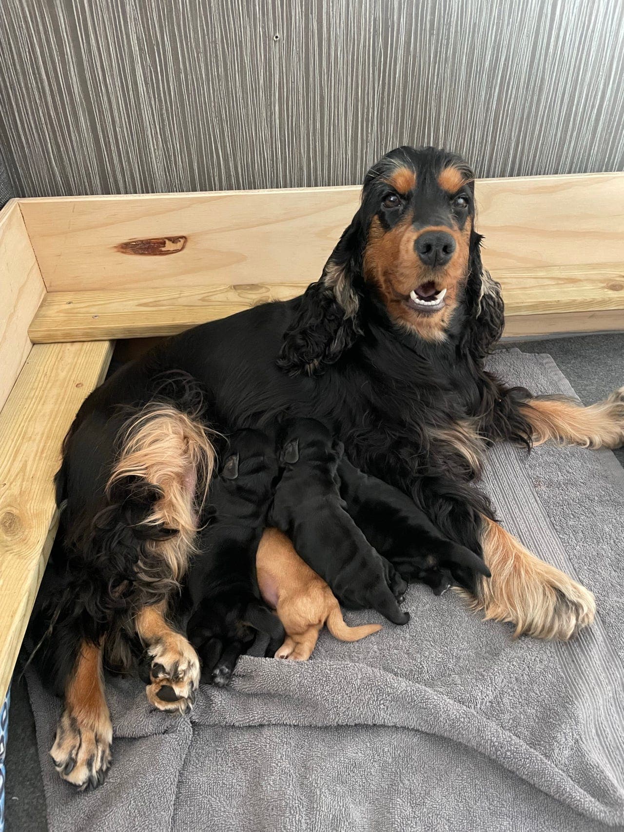 Engelsk Cocker Spaniel valper ventes!