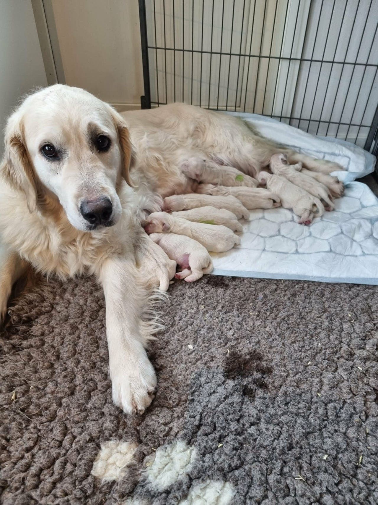 Nydelige golden-retriever hannvalper søker nye hjem