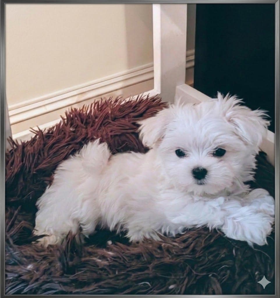 Malteser valp till salgs