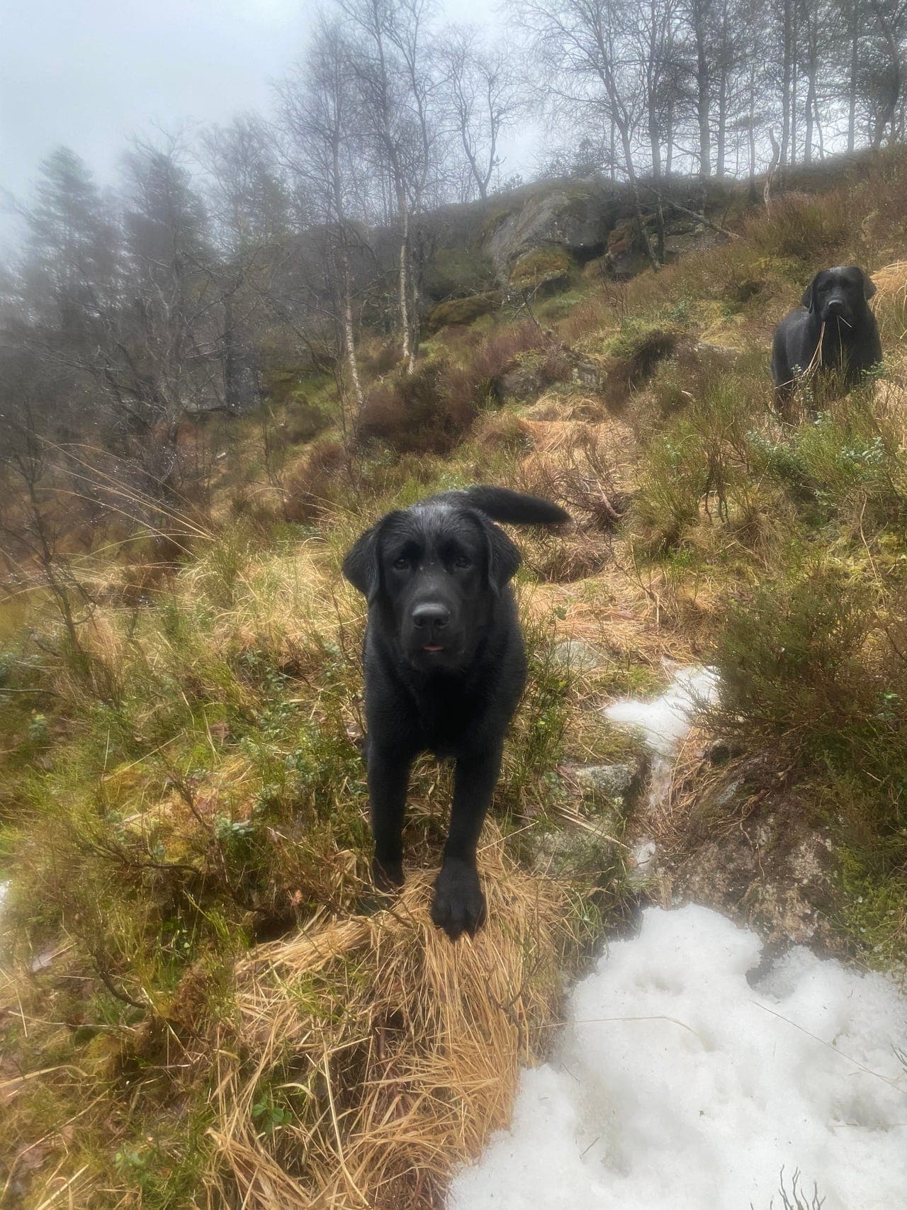 Labrador retriever Hanhund , nkk reg.