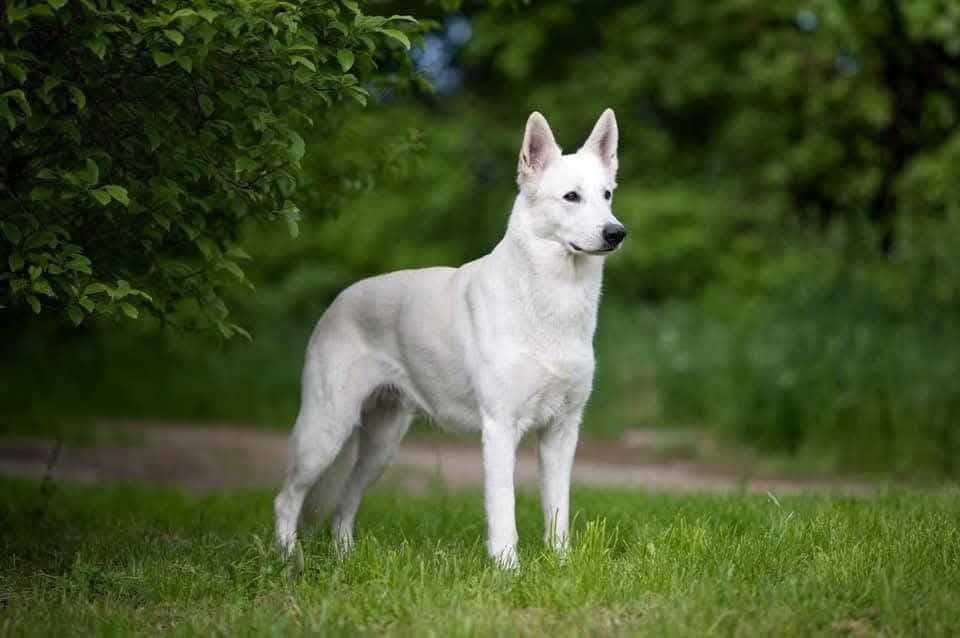 Vakre, smarte Hvite Gjeterhund valper våren 2026