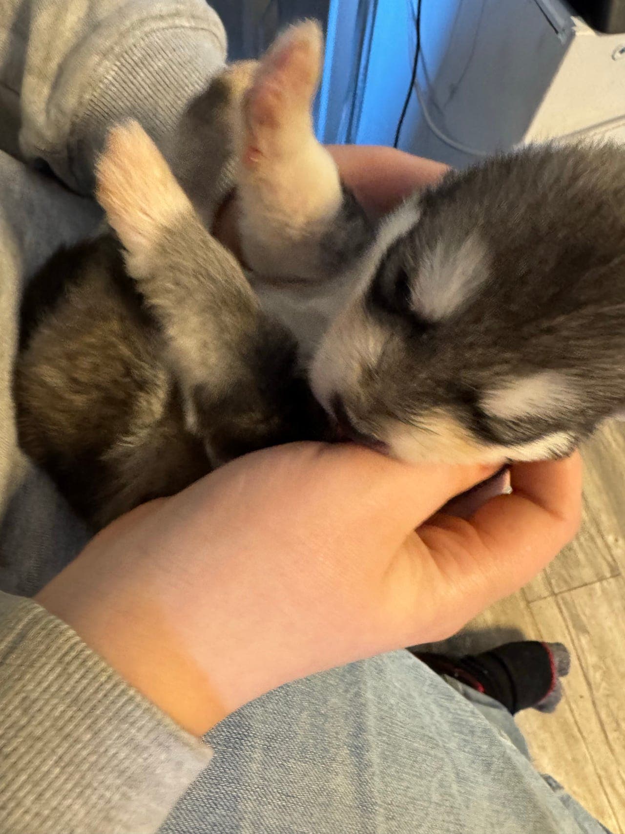 Alaskan malamute valper til salg