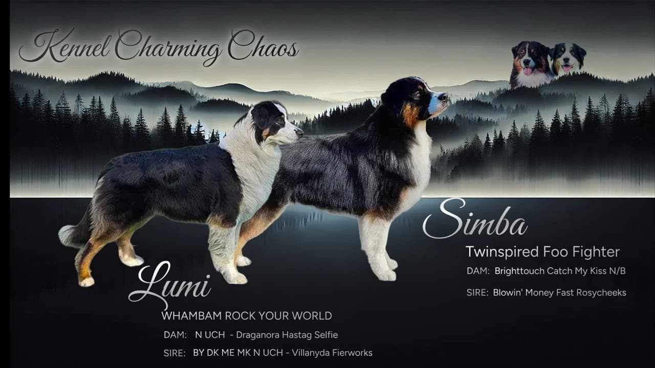 Australian Shepherd valper født 05. april