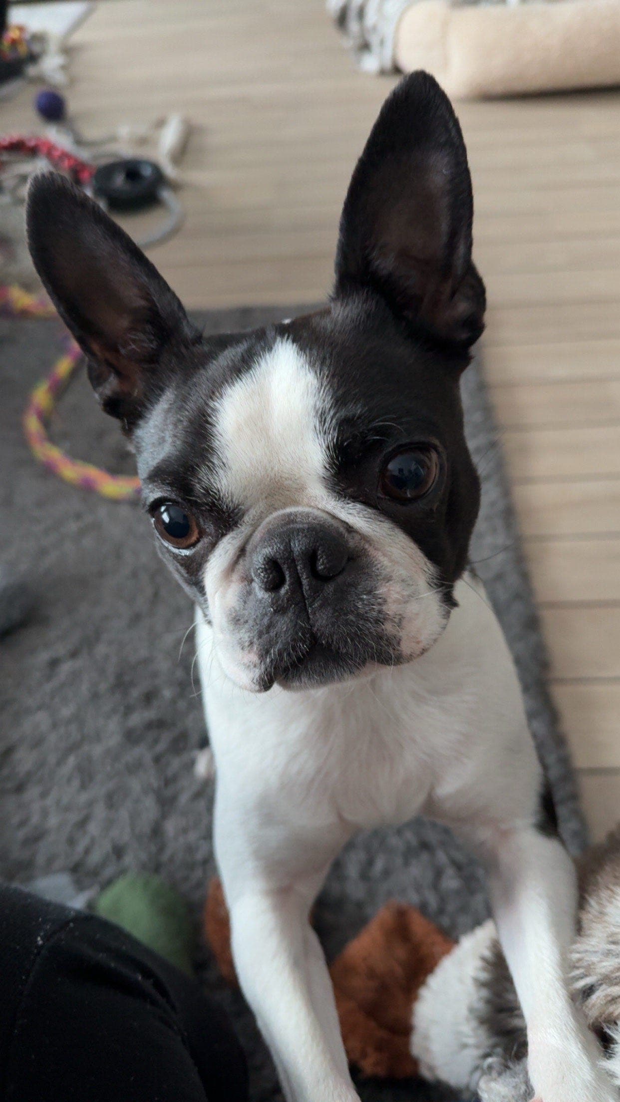 Boston terrier valper juli/august
