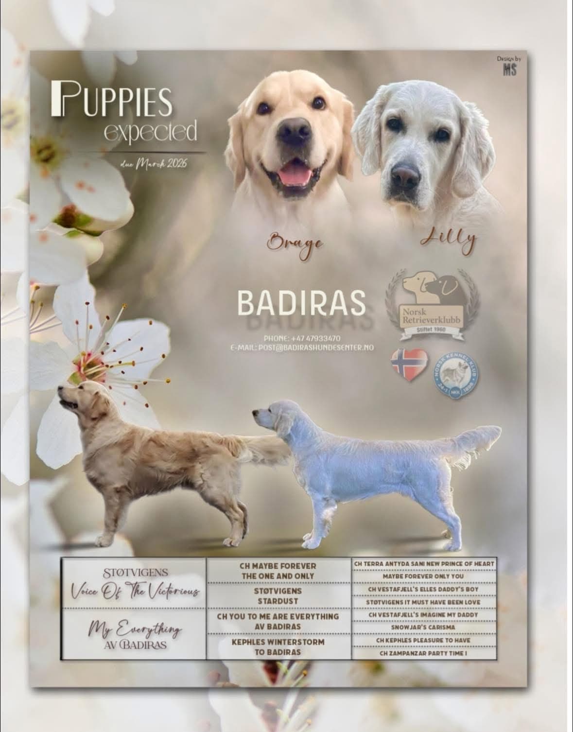 Nydelige golden retriever-valper søker kjærlige og aktive hjem 🐾