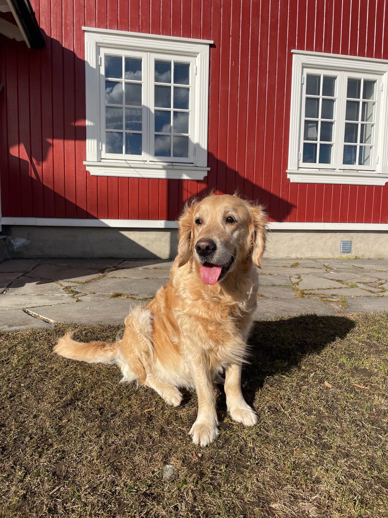 Golden Retriver valper ventes