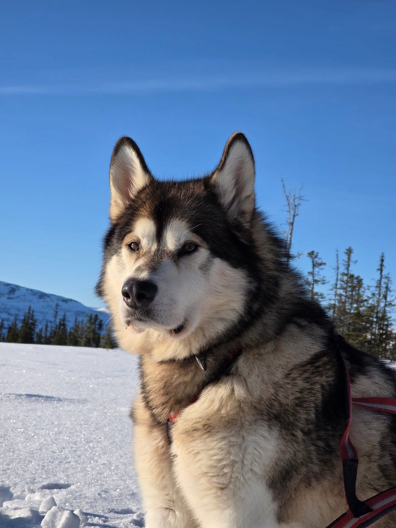 8,5 år kastrert malamute hann søker nytt hjem