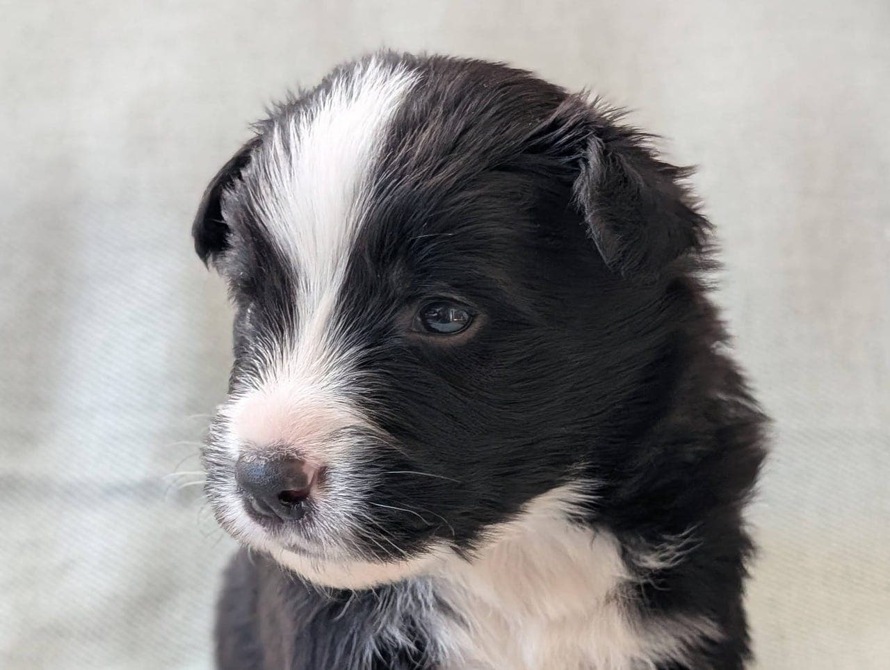 Pristine Border Collies har ledige valper