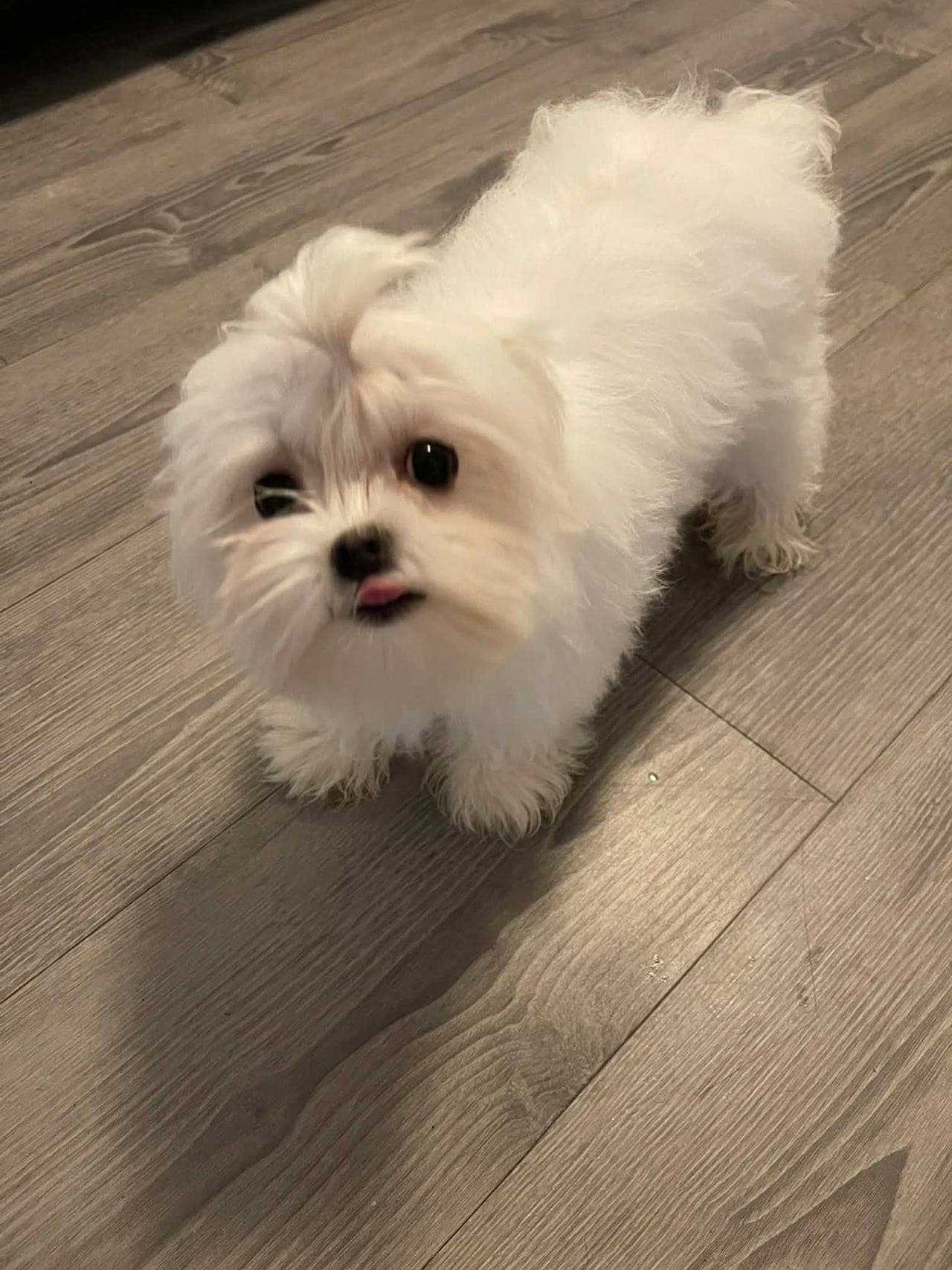mini Maltezer