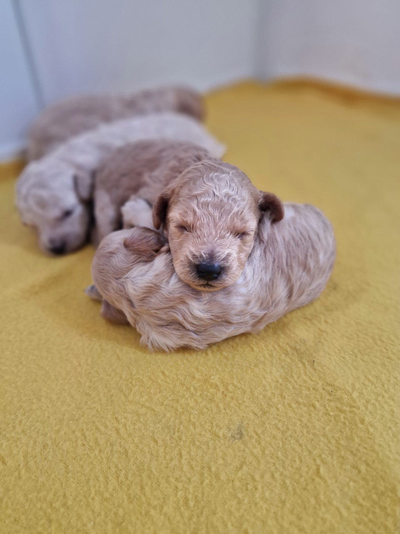 Dverg puddel valper NKK-Registrert