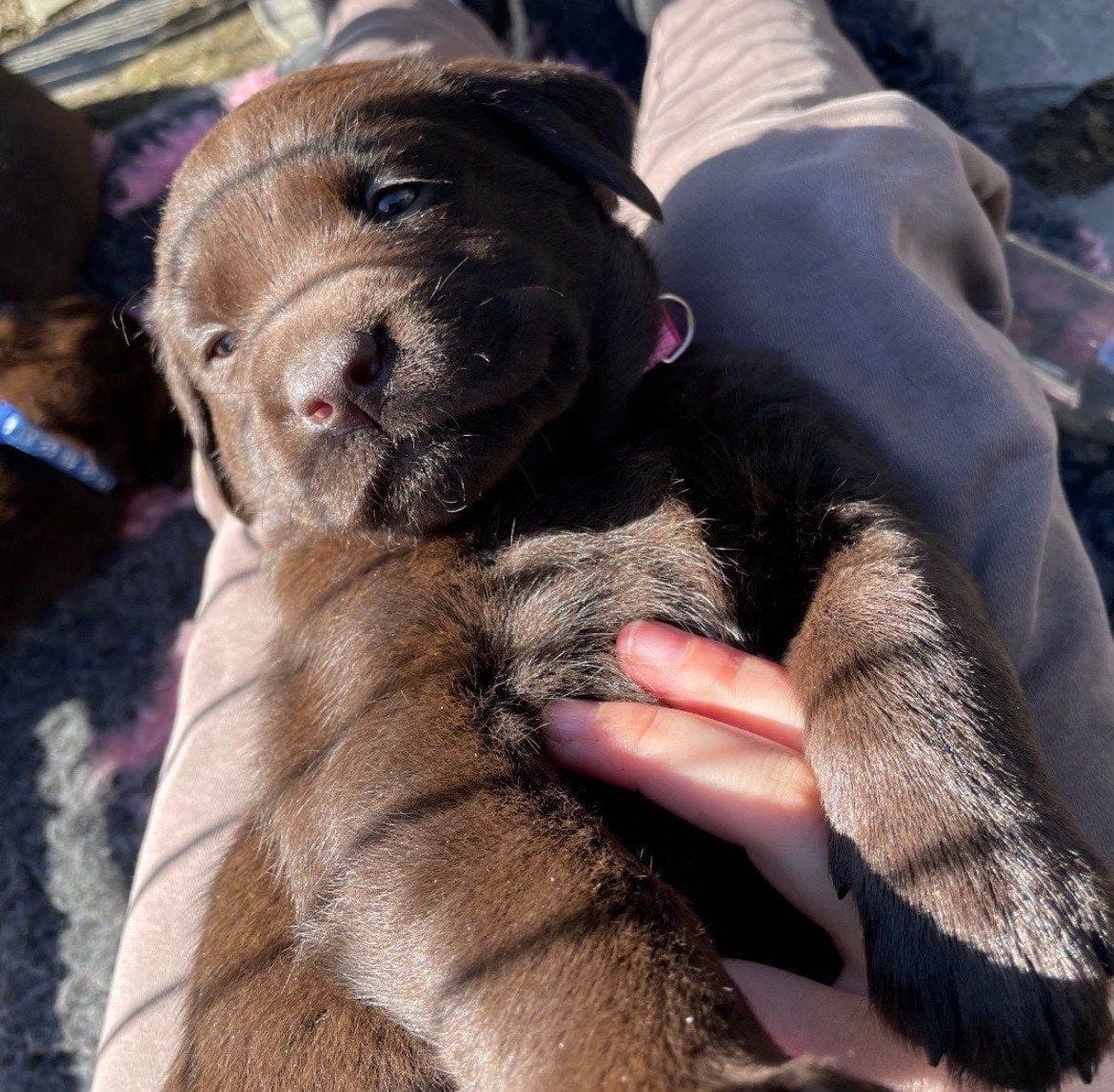 Brun labrador hann valp selges🐶